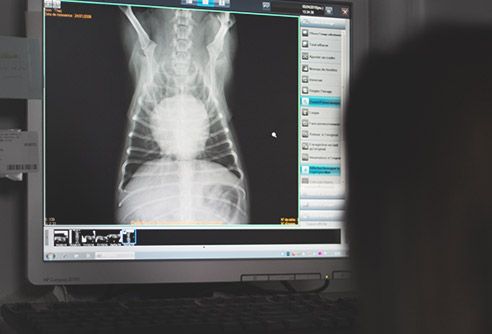 how much are x rays for dogs