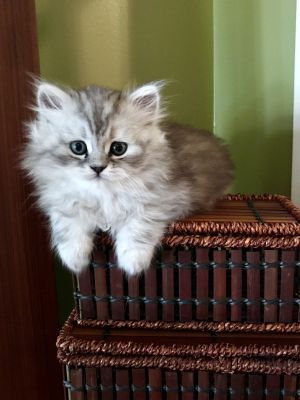 Elizabeth Trudeau Technicienne en santé animale